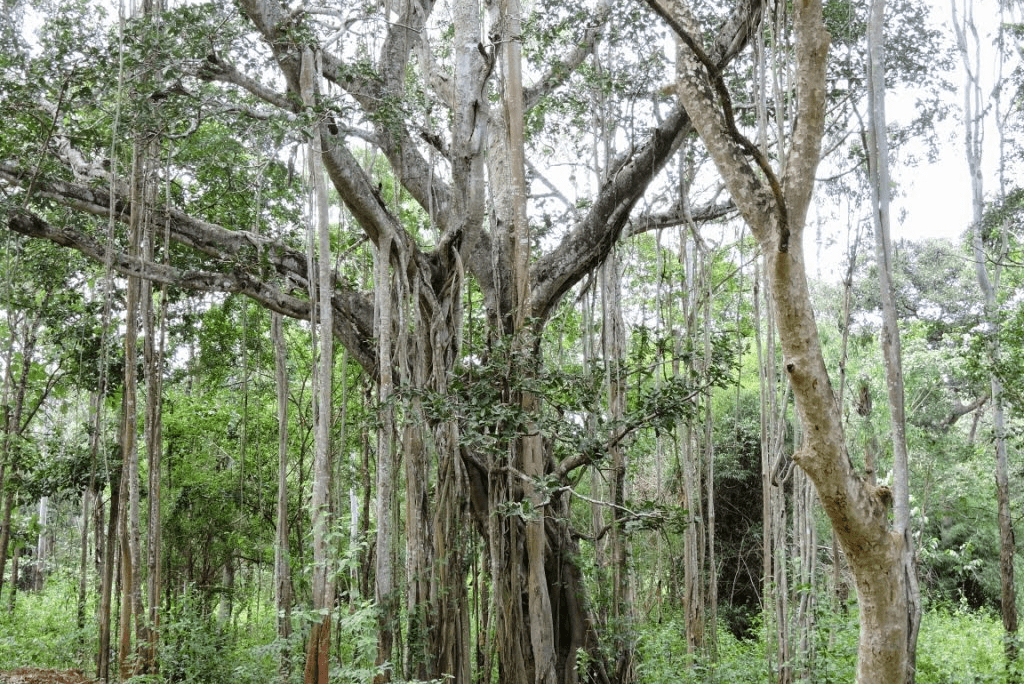 Shettyhalli Wildlife Sanctuary Shivamogga 1