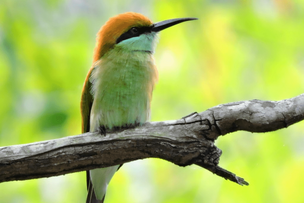 Shettyhalli Wildlife Sanctuary Shivamogga 4